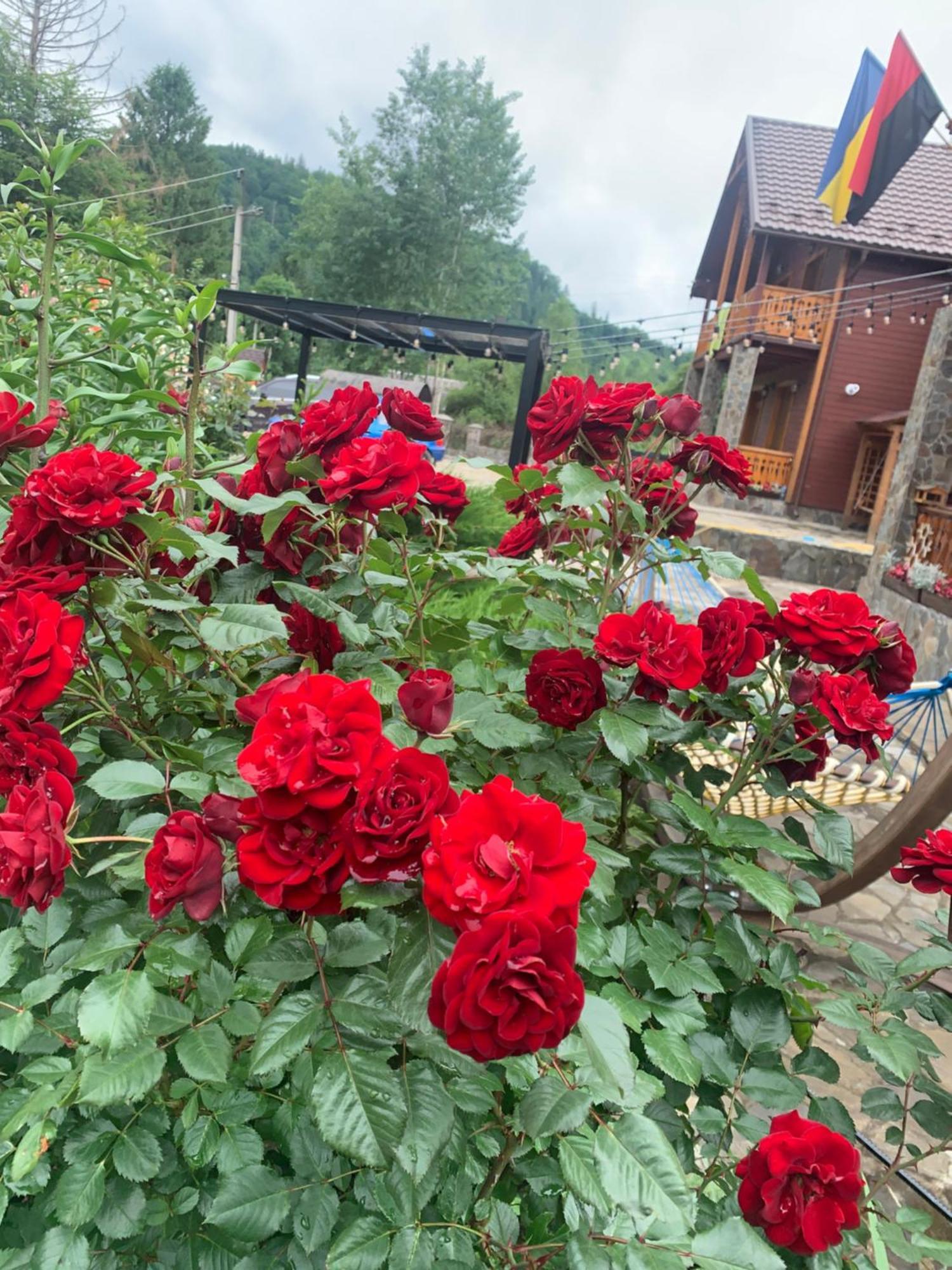 Світанкове Сяйво Vila Yaremche Exterior foto